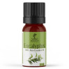 Масло эвкалипт Nefertiti Eucalyptus Pure Essential Oil